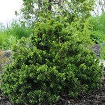 Picea abies Tompa. 