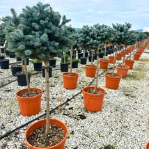Picea pungens Glauca Globosa MT - Molid argintiu pitic globos, cu trunchi