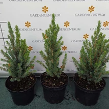 Picea glauca Sander's Blue la ghiveci. 
