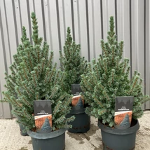 Picea glauca Sander's Blue la ghiveci. 