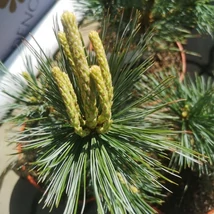 Lăstarii pinului Pinus flexilis Vanderwolf's Pyramid. 