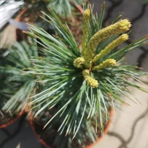 Lăstarii pinului Pinus flexilis Vanderwolf's Pyramid. 