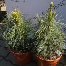 Acele lungi ale pinului pitic Pinus x schwerinii Wiethorst.