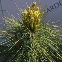 Acele lungi ale pinului pitic Pinus x schwerinii Wiethorst.