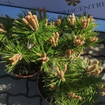Pin japonez pitic în pepiniera noastră în luna aprilie. 