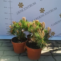 Pin japonez pitic în pepiniera noastră în luna aprilie. 