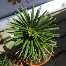 Acele dispuse în formă de stea ale pinului japonez Sciadopitys verticillata Sternschnuppe. 