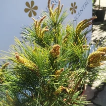 Pinus densiflora Tanyosho Compacta în pepiniera noastră în luna aprilie. 