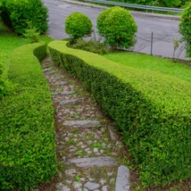 Taxus media Stricta Viridis – Tisa