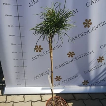 Tuia Whipcord crescut pe trunchi înalt de 70 cm. 