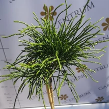 Tuia Whipcord crescut pe trunchi înalt de 70 cm. 