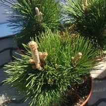 Pinus thunbergii Thunderhead în pepininea noastră. 