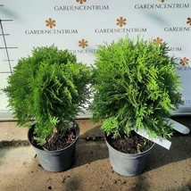 Frunzișul verde a plantei Thuja occidentalis Danica.