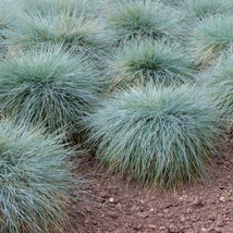 Iarbă albastră plantată în grupuri.