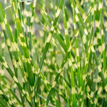 Iarba ornamnetală Miscanthus sinensis Zebrinus.