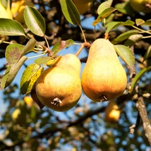 Pyrus communis Bosc kobak.