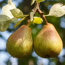 Pyrus communis Vilmos.