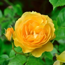 Floarea galbenă a trandafirului acoperitor de sol. 