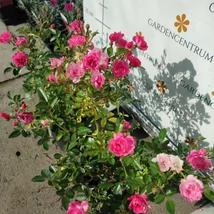 Trandafirul Rosa The Red Fairy decorează cu flori de culoare roz închis. 