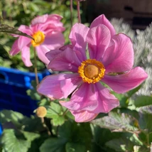 Florile fruomase ale plantei Anemone hybrida Serenade 