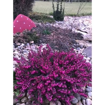 Erica carnea înflorit. 