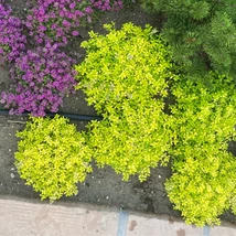 Thymus x citriodorus 'Archer's gold.