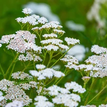 Florile albe ale plantei Achillea millefolium.