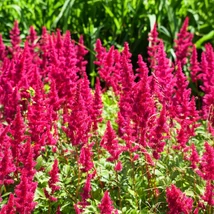 Astilbe x arendsii Paul Gaarder decorează cu inflorescențe roșiatice. 