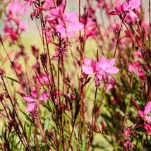 Floarea roz a plantei perene Gaura lindheimeri Geyser Pink.