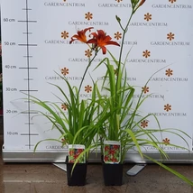Florile viu colorate ale crinului de vară decorează frumos stratul de flori. 