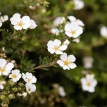 Potentilla decorat cu flori albe, gingașe. 