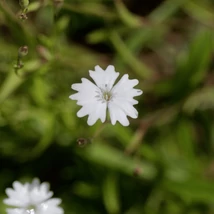 Flori mici albe de Silene alpestris. 