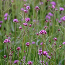 Verbena bonariensis Lollipop - Verbena Lollipop