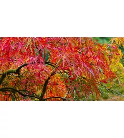 Acer palmatum – arțar japonez: Frunziș de toamnă spectaculos în grădină