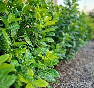 Plante pentru gard viu cu rădăcină liberă