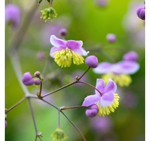 Plante perene înalte
