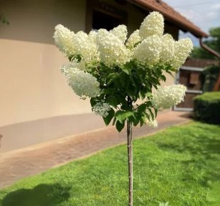 Plante cu tulpină înaltă