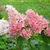 Hydrangea paniculata Sundea Fraise.