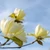 Florile galbene ale magnoliei Daphne. 
