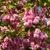 Florile duble roz ale cireșului japonez ornamental Prunus serrulata Kanzan acoperă complet ramurile arborelui.