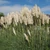 Aspectul plantei Cortaderia selloana.
