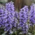 Ajuga reptans înflorit. 