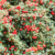 Fructele roșii ale plantei Cotoneaster dammeri