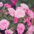 Rosa The Fairy cu flori roz. 