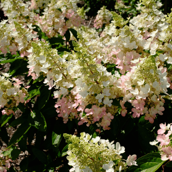 Florile hortensiei Kyushu pot fi foarte mari. 