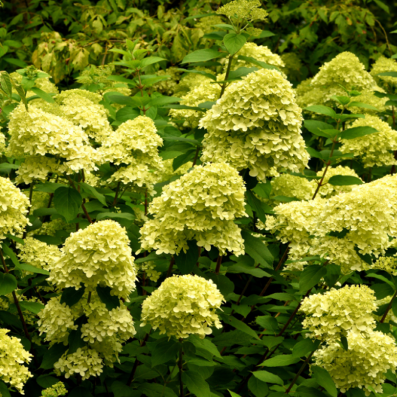 Hortensie Limelight, cu flori mari, de 25-30 cm, de culoare alb-verzui.