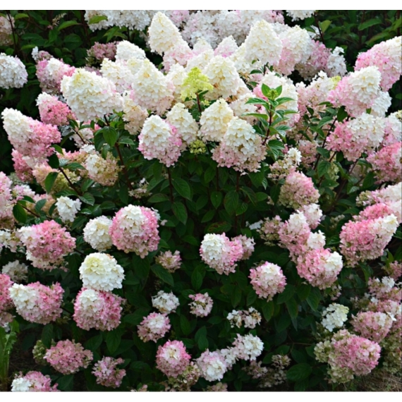 Inflorescența hortensiei Sundae Fraise se schimbă din alb în roz. 