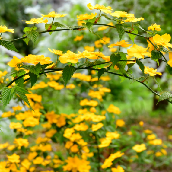 Kerria japonica Golden Guinea – Kerria japoneză