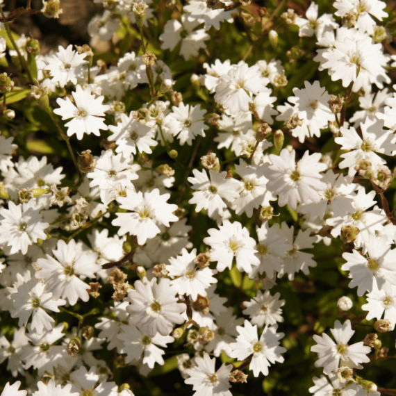 Flori mici albe de Silene alpestris. 