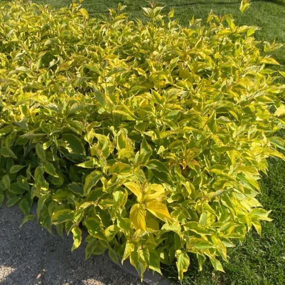 Cornus alba Gouchaultii decorat cu frunze viu colorate. 